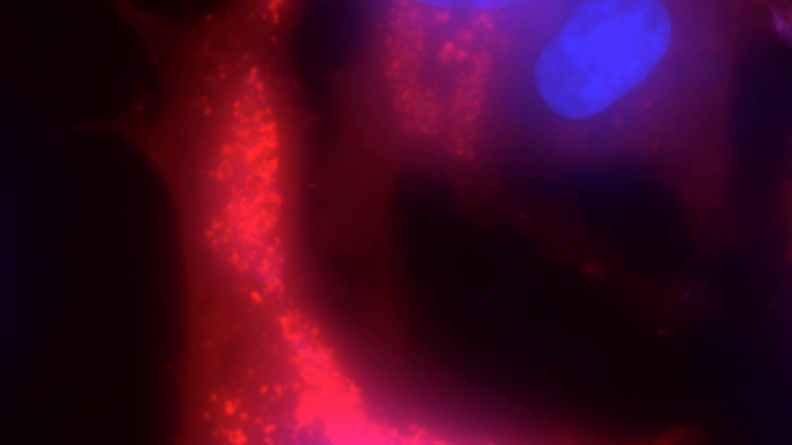 Virus de la vaccine étiqueté ANCHORTM en rouge, ADN cellulaire en bleu) Crédits : NeoVirTech2020