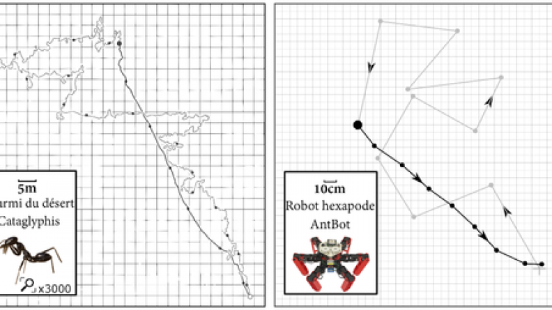 Comparaison fourmis – AntBot par Julien Dupeyroux, Institut des Sciences du Mouvement - Etienne-Jule
