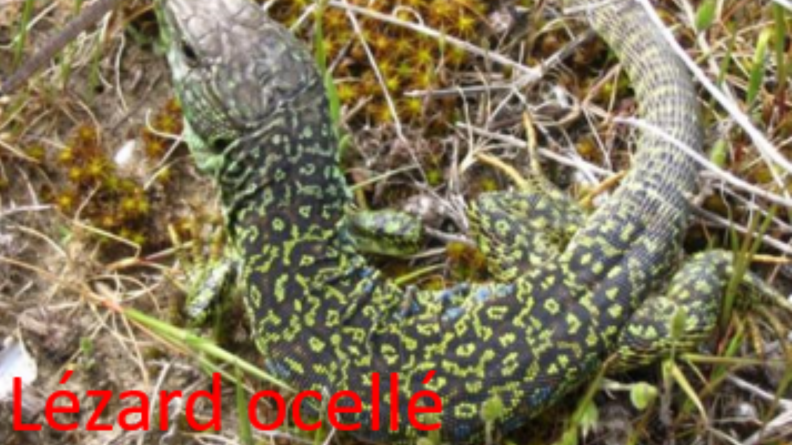 Lézard ocellé du camp de bussac, espèce protégée du camp de Bussac classé Natura 2000
