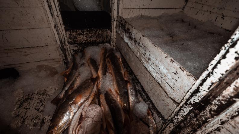 Opération Mokarran : lutte contre la pêche illégale en Guyane