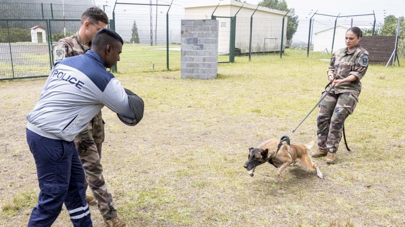 FAZSOI - Entraînement cynotechnique pour la Mauritius Police Force  