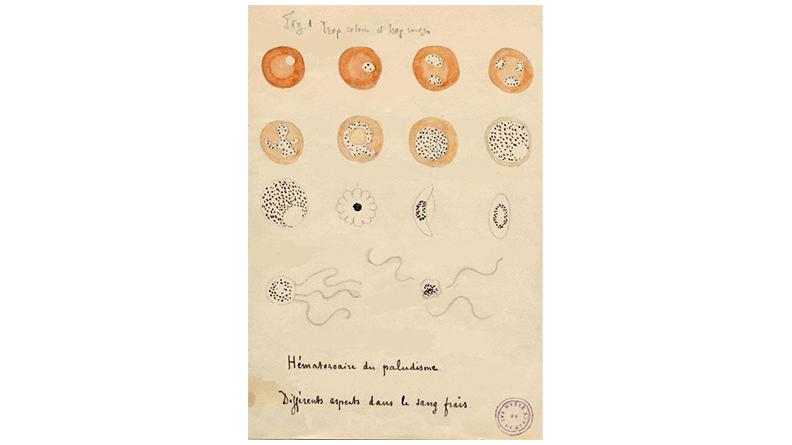 Illustration d'Alphonse Laveran