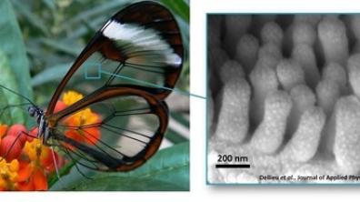 Figure 1 : Zoom sur la composition des ailes de papillon Greta Oto