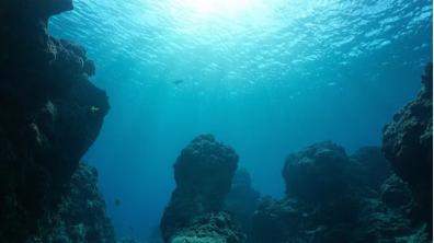 fonds marins