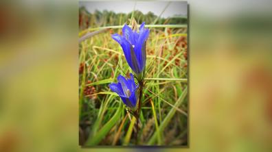 La flore