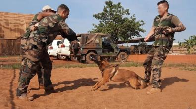 Instruction cynotechnique pour l’unité de protection de la Mission logistique Bangui 2