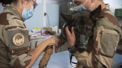 Annie, vétérinaire militaire au sein du 22e groupe vétérinaire de Bordeaux