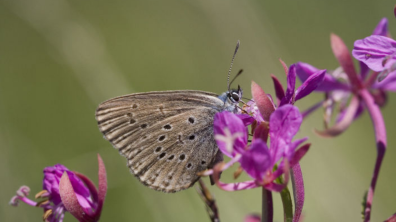 Un Azuré des mouillères et des gentianes.
